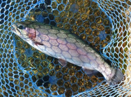 人がいっぱい魚もいっぱい ～高島の泉～